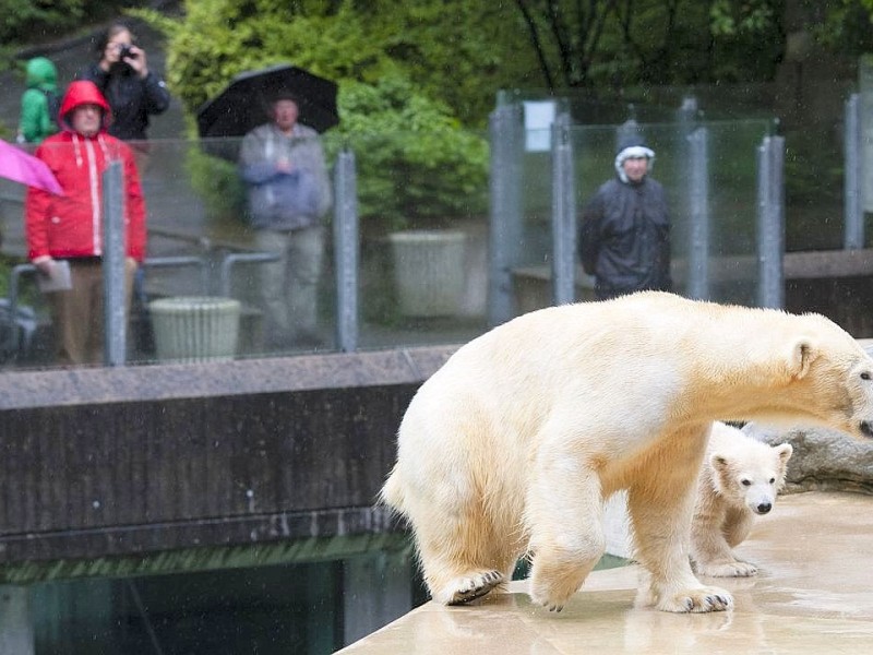 Unter der Aufsicht von Mutter Vilma erkundet das Anfang Januar geborene Eisbärmädchen Anori im Wuppertaler Zoo zum ersten Mal das große Außengehege und hat beim Plantschen im Wasser viel Spaß.