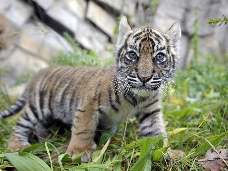 Schon vor zwei Jahren verzückten die kleinen Tigerbabys Tschuna und Daseep die Besucher des Wuppertaler Zoos. Der Zoo nahm die beiden Kleinen auf, nachdem sich die Muttertiere nicht ausreichend um ihre Babys gekümmert hatten.