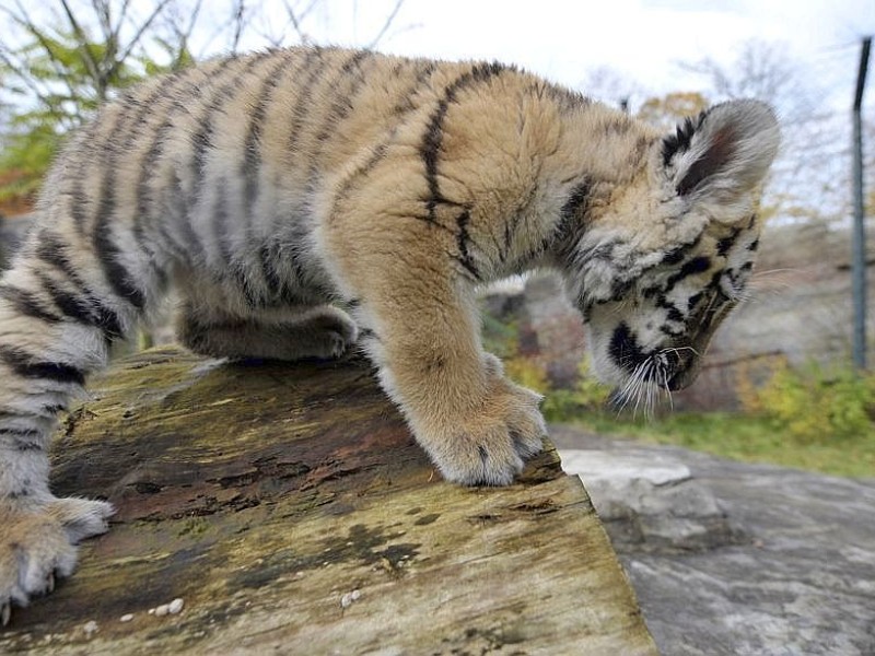 Schon vor zwei Jahren verzückten die kleinen Tigerbabys Tschuna und Daseep die Besucher des Wuppertaler Zoos. Der Zoo nahm die beiden Kleinen auf, nachdem sich die Muttertiere nicht ausreichend um ihre Babys gekümmert hatten.