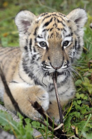 Schon vor zwei Jahren verzückten die kleinen Tigerbabys Tschuna und Daseep die Besucher des Wuppertaler Zoos. Der Zoo nahm die beiden Kleinen auf, nachdem sich die Muttertiere nicht ausreichend um ihre Babys gekümmert hatten.