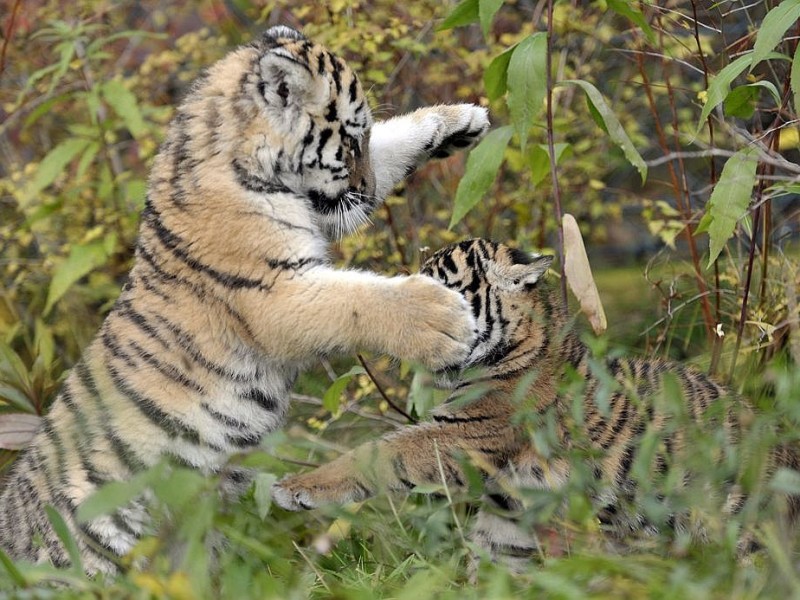 Schon vor zwei Jahren verzückten die kleinen Tigerbabys Tschuna und Daseep die Besucher des Wuppertaler Zoos. Der Zoo nahm die beiden Kleinen auf, nachdem sich die Muttertiere nicht ausreichend um ihre Babys gekümmert hatten.