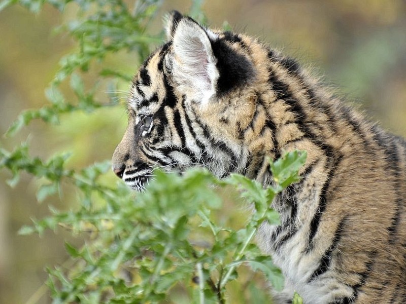 Schon vor zwei Jahren verzückten die kleinen Tigerbabys Tschuna und Daseep die Besucher des Wuppertaler Zoos. Der Zoo nahm die beiden Kleinen auf, nachdem sich die Muttertiere nicht ausreichend um ihre Babys gekümmert hatten.