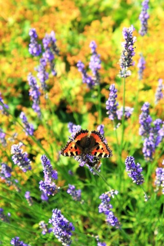 Schmetterling