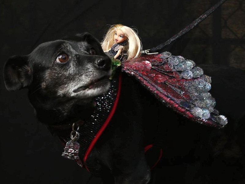 Zum 22. Mal feierten Hundebesitzer vergangenes Wochenende mit ihren Vierbeinern die Tompkins Square Halloween Dog Parade in New York.
