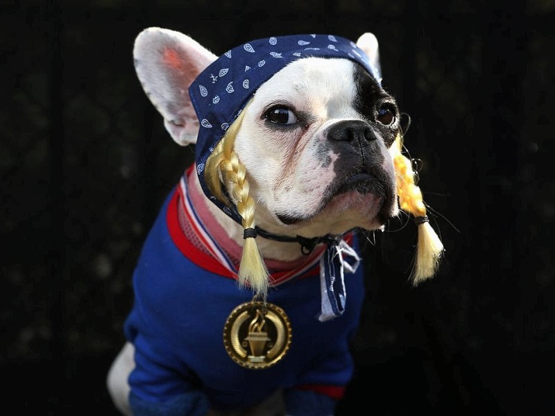 Zum 22. Mal feierten Hundebesitzer vergangenes Wochenende mit ihren Vierbeinern die Tompkins Square Halloween Dog Parade in New York.
