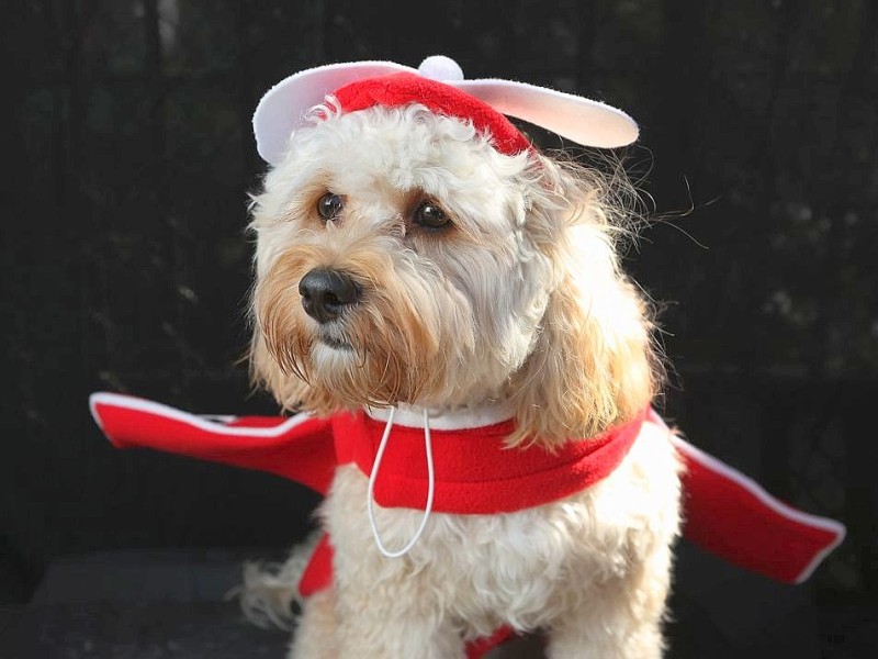 Zum 22. Mal feierten Hundebesitzer vergangenes Wochenende mit ihren Vierbeinern die Tompkins Square Halloween Dog Parade in New York.