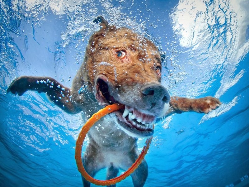 Können Hunde lachen? Bei der Zehnjährigen Chesapeake Bay Retriever Hündin Dagmar, scheint es so zu sein.