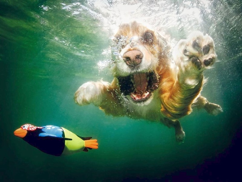 Schnell hinterher sonst ist der Pinguin weg! Cocker Spaniel Oshi auf Beutefang.