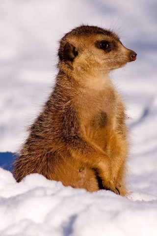 Erdmännchen im Zoo Duisburg.