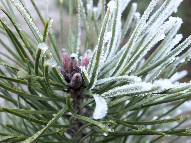 Frost begrüßte 2012, und mit Frost wird 2012 enden.