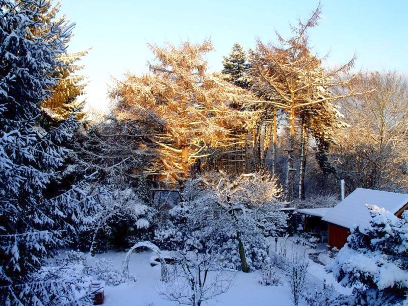 Der Garten hinter dem Haus, in dem ich wohne.