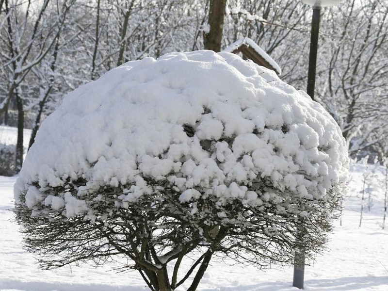 Schnee in Niederberg