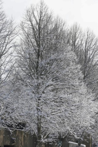 Schnee in Niederberg