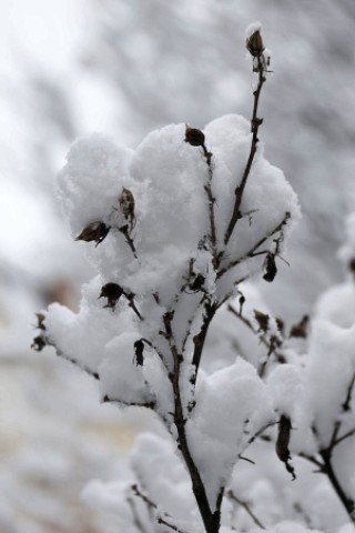 Schnee in Niederberg
