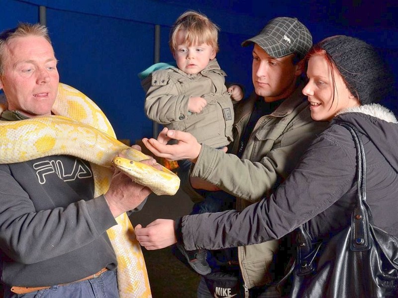 Tierpfleger Jörg Schnoor (links) mit einer fünf Jahre alten Albino Tigerpython.Foto: Michael Korte / WAZ FotoPool