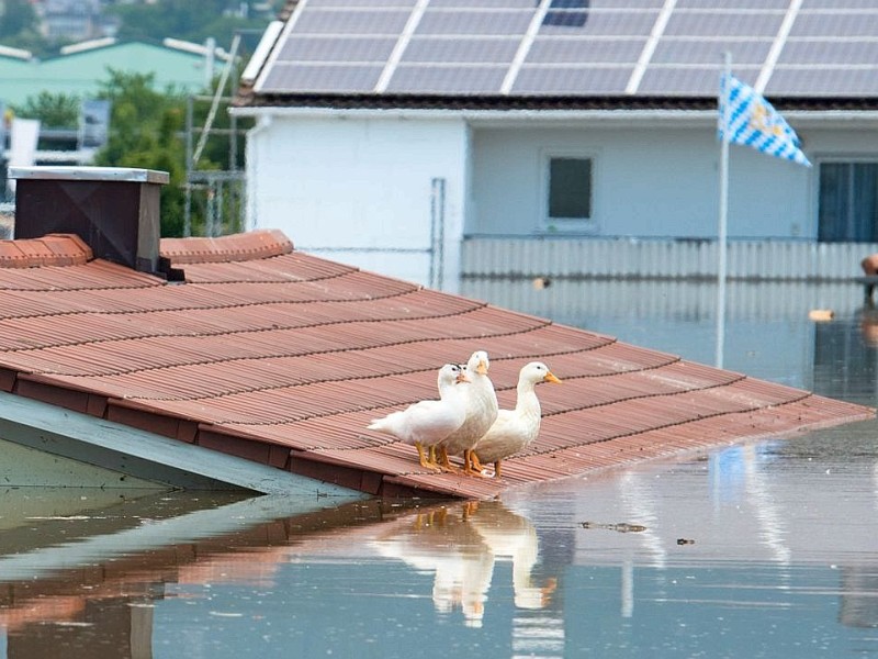 Die Gänse auf dem Dach in Deggendorf kommen mit dem Wasser noch am besten zurecht...