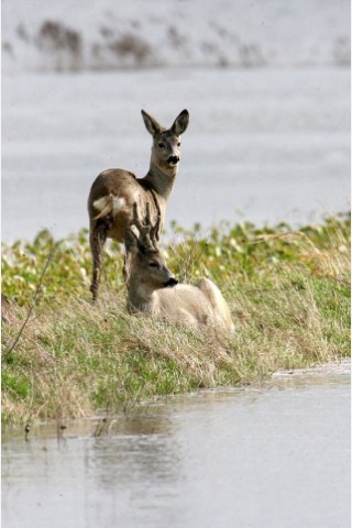 Auch die Tierwelt leidet unter dem Hochwasser.