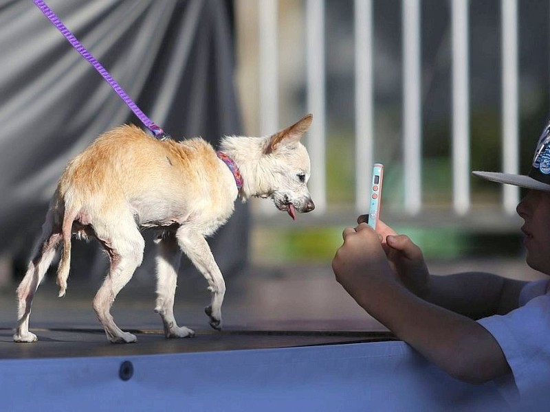 Die weiteren Teilnehmer am Wettbewerb Ugliest Dog waren fast ebenso wunderbar hässlich wie Walle.