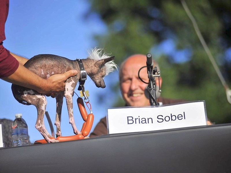 Die weiteren Teilnehmer am Wettbewerb Ugliest Dog waren fast ebenso wunderbar hässlich wie Walle.