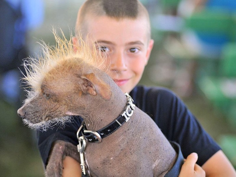 Die weiteren Teilnehmer am Wettbewerb Ugliest Dog waren fast ebenso wunderbar hässlich wie Walle.