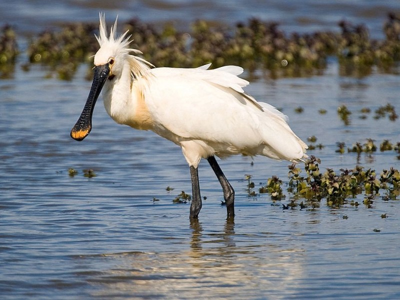Einen Schnabel wie ein Schuhanzieher hat der weiße Löffler - hier auf der nordfriesischen Insel Föhr.