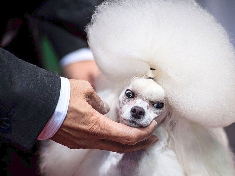 Waschen, Schneiden, Stylen: Hier wurden die Hunde schick gemacht. 17 Teams kämpften auf der Weltmeistschaft der Hundefriseure um den Titel.