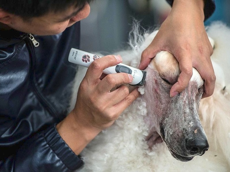 Waschen, Schneiden, Stylen: Hier wurden die Hunde schick gemacht. 17 Teams kämpften auf der Weltmeistschaft der Hundefriseure um den Titel.