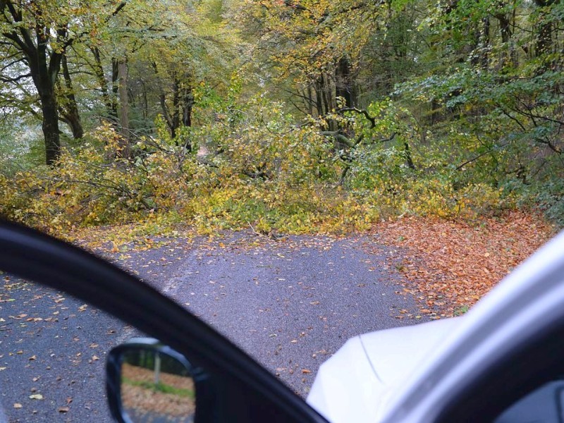 Bäume auf der Straße behinderten Autofahrer an der Weiterfahrt ...