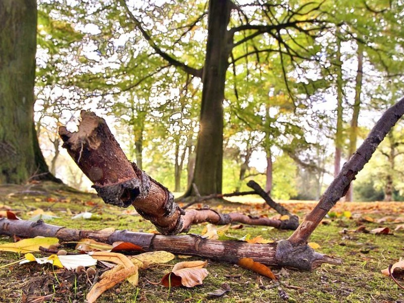Und auch im Bochumer Stadtpark hat der Sturm viele Schäden angerichtet.