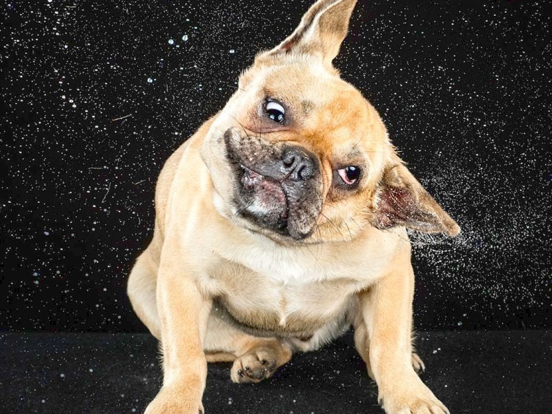 Mit einer sehr kurzen Belichtungszeit hat die US-amerikanische Fotografin Carli Davidson Hunde fotografiert, während sie sich schütteln. Entstanden sind zahlreiche Aufnahmen, die sie in dem Buch Shake veröffentlicht.