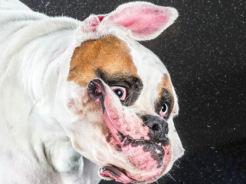 Mit einer sehr kurzen Belichtungszeit hat die US-amerikanische Fotografin Carli Davidson Hunde fotografiert, während sie sich schütteln. Entstanden sind zahlreiche Aufnahmen, die sie in dem Buch Shake veröffentlicht.