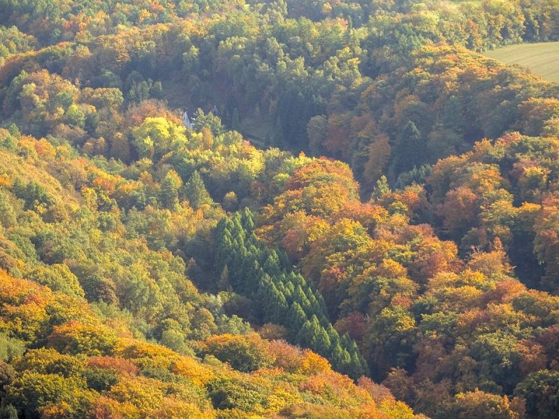 Waldgebiet Eselbachsiepen,  Velbert, Ruhrgebiet, Nordrhein-Westfalen, Deutschland, Europa