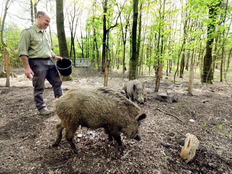 Stadtförster Stefan Jeschke zeigt den fünfachen Nachwuchs bei den Wildschweinen im Stadtwald in Duisburg-Neudorf. Im Dezember nahm der Förster zwei junge Wildschweine, Schnitzel und Blümchen, auf und baute für sie das Gehege im Wald. Dann kam ein drittes dazu und nun gibt es die mittlerweile gut drei Wochen alten Frischlinge.