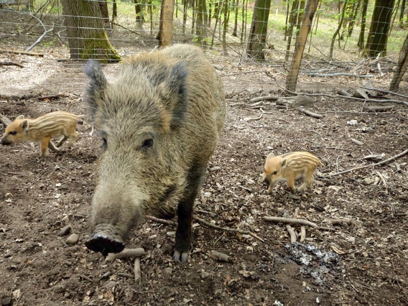 Stadtförster Stefan Jeschke zeigt den fünfachen Nachwuchs bei den Wildschweinen im Stadtwald in Duisburg-Neudorf. Im Dezember nahm der Förster zwei junge Wildschweine, Schnitzel und Blümchen, auf und baute für sie das Gehege im Wald. Dann kam ein drittes dazu und nun gibt es die mittlerweile gut drei Wochen alten Frischlinge.