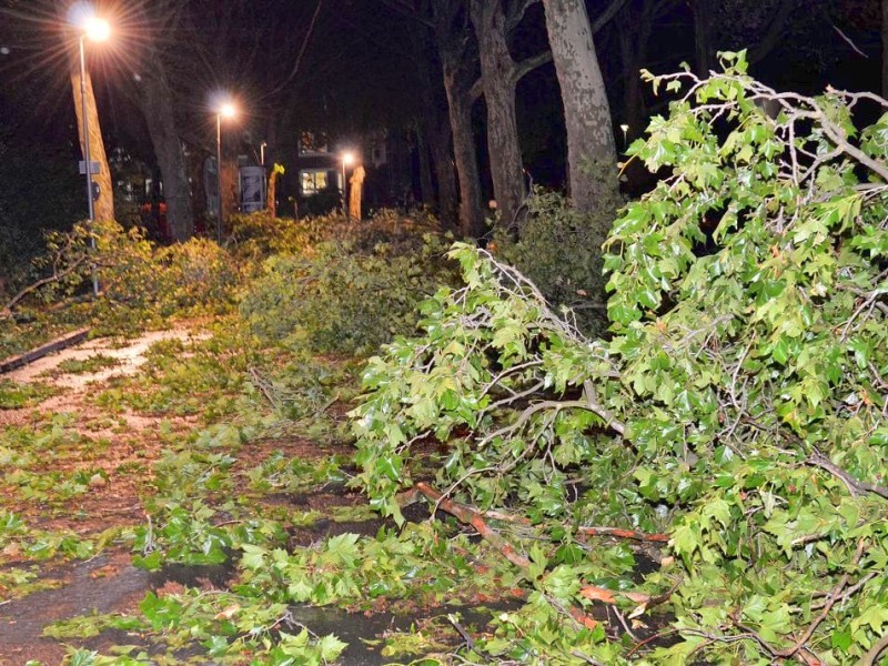 In den späten Abendstunden tobte ein extremes Unwetter über Bochum und hinterließ nach gut 30 Minuten ein totales Chaos. Im Bild: zerfetzte Bäume am Bergbaumuseum.