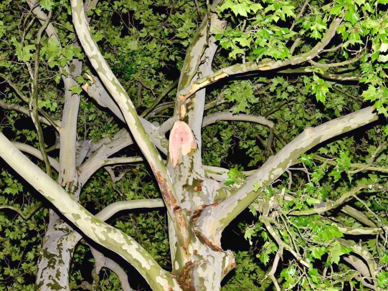 In den späten Abendstunden tobte ein extremes Unwetter über Bochum und hinterließ nach gut 30 Minuten ein totales Chaos. Im Bild: beschädigte Platane an der Körnerstraße.