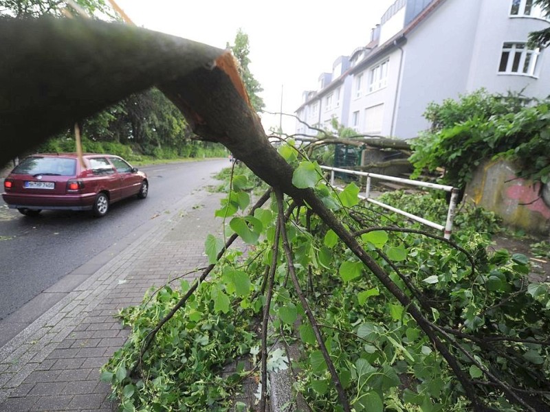 Herabgestürzte Äste an der Frankenstraße in Essen.