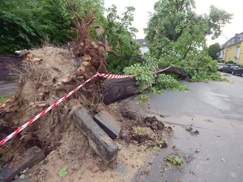 Da hielt auch in Gelsenkirchen manches Wurzelwerk dem Wind einfach nicht stand.