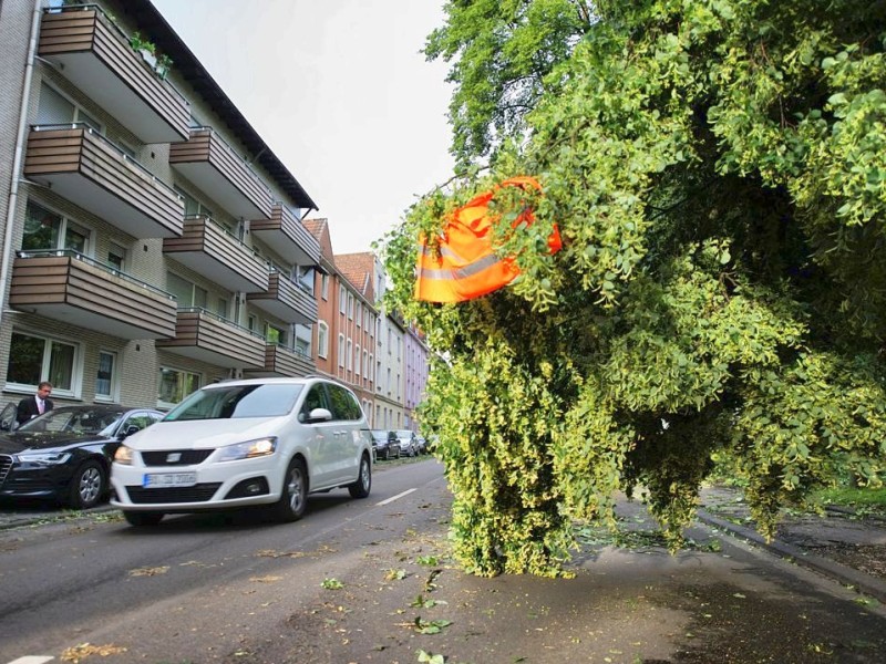 ...die mit dem Auto zwischen umgefallenen Bäumen unterwegs waren.