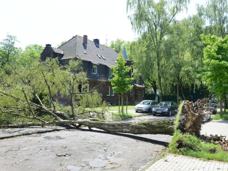 Ein entwurzelter Baum in der Hermann-Löns-Straße in Gelsenkirchen-Buer.