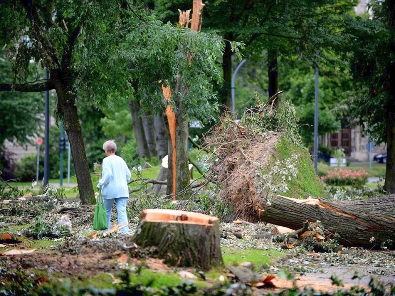 Der Haumannplatz fünf Tage nach dem Sturm.Foto: Kerstin Kokoska