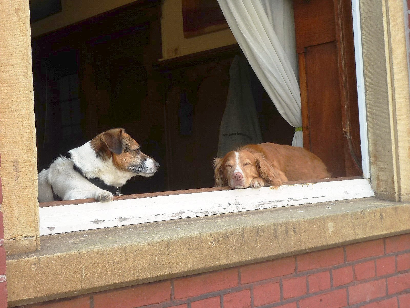 Dagmar Korosec aus Kamp-Lintfort: Mit Enkeltochter Leonie aus Hamburg zum Tagesausflug nach Xanten. Dabe haben wir sehr über die Hunde am Fenster gelacht. Wir hörten die Hunde sagen: Die Hundstage in diesem Sommer machen hundemüde!!! Gääähn!!