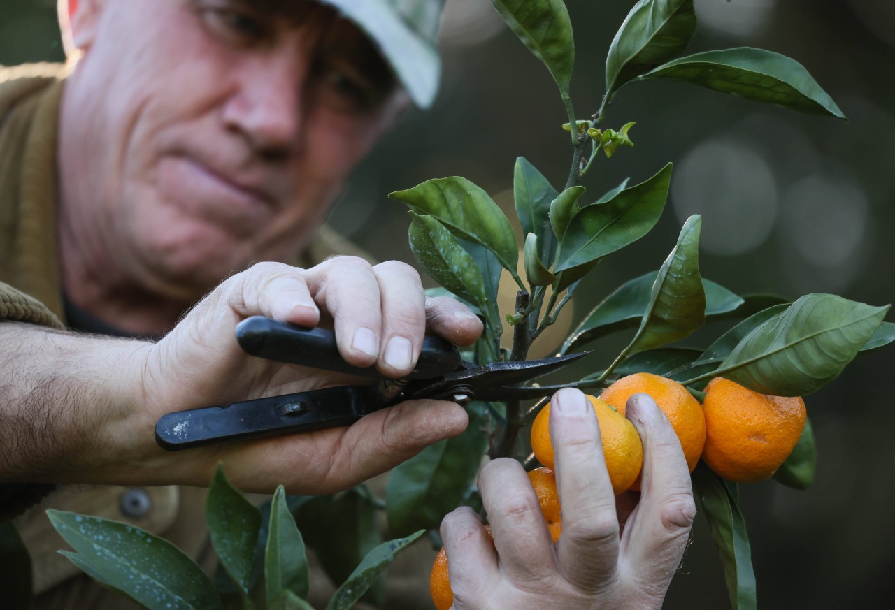 Rewe, Lidl und Co.: Mandarinen frisch vom Baum. 