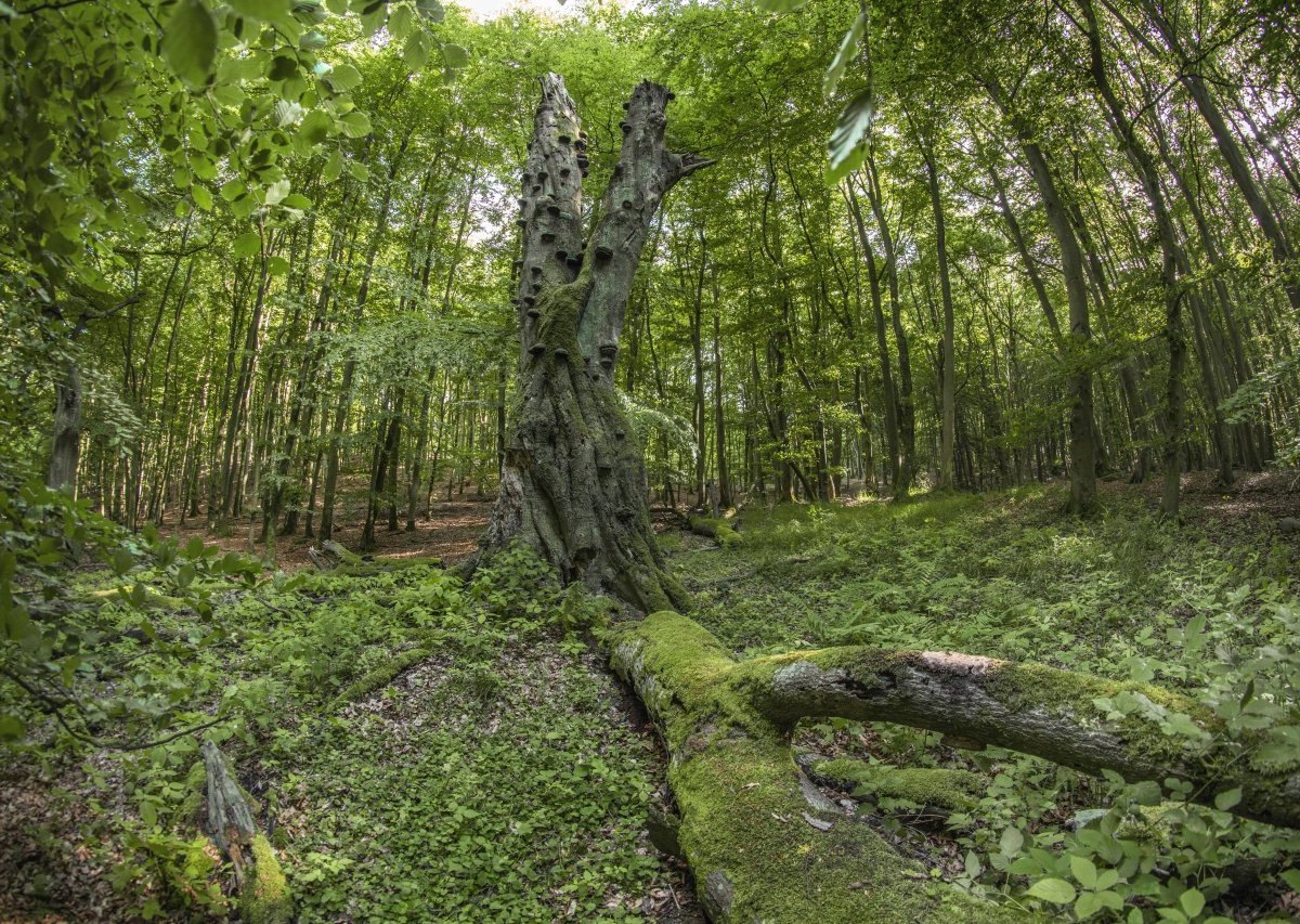 rügen.jpg