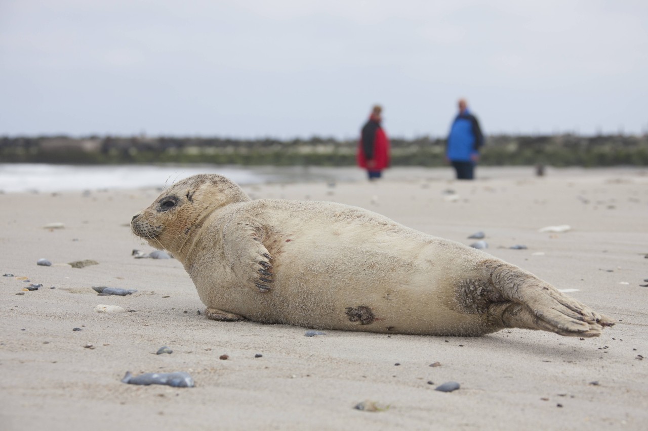 Beid er Begegnung mit wildlebenden Seehunden verhalten sich viele Touristen falsch.  