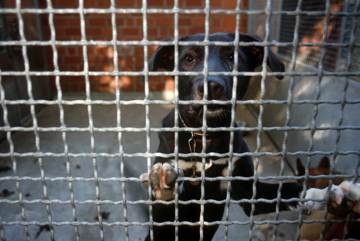 tierheim-essen-hund-sommerferien.jpg