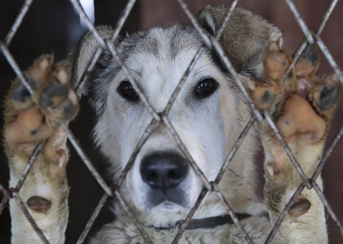 tierheim hund.jpg