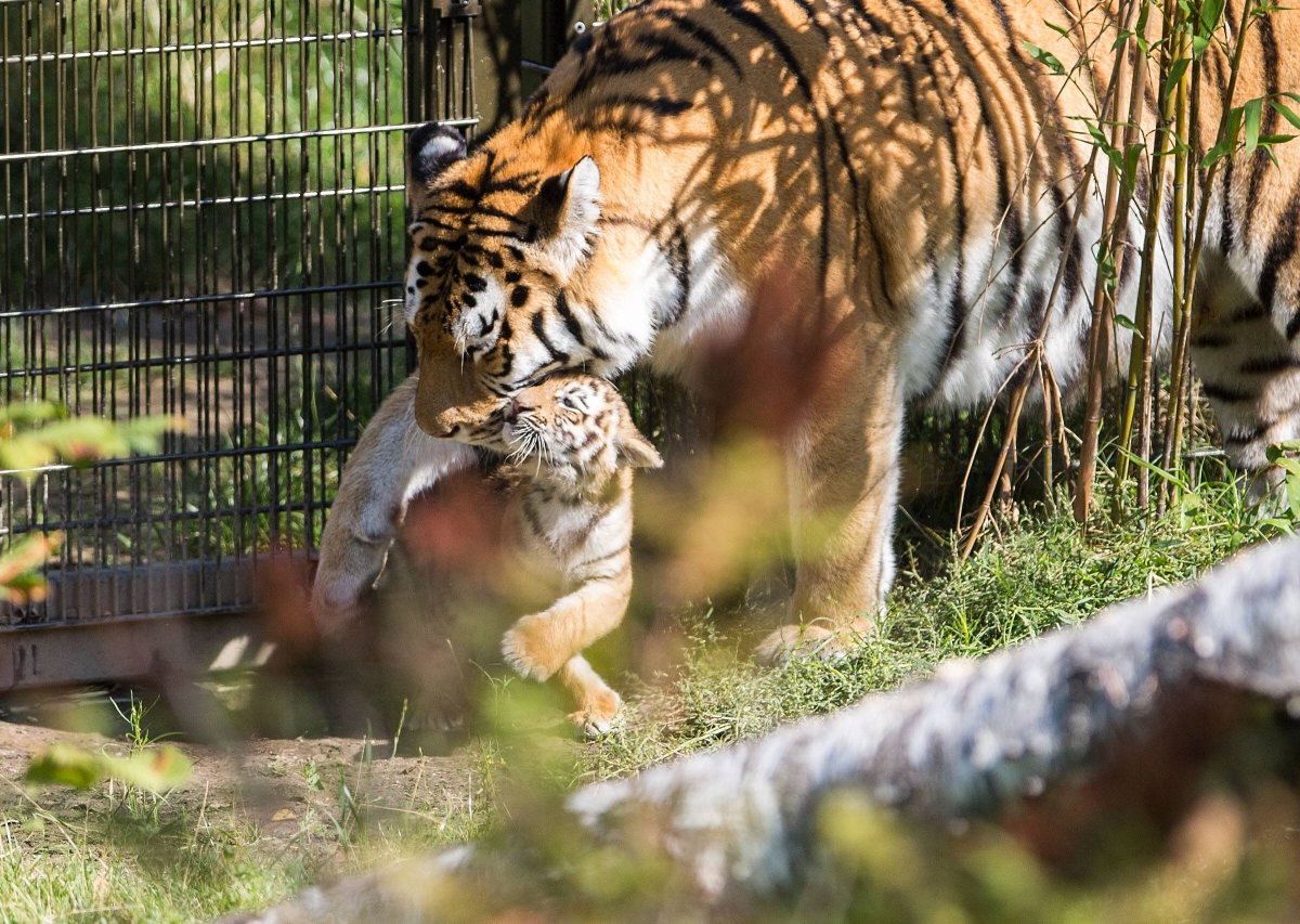 tiger-zoo-duisburg.jpg