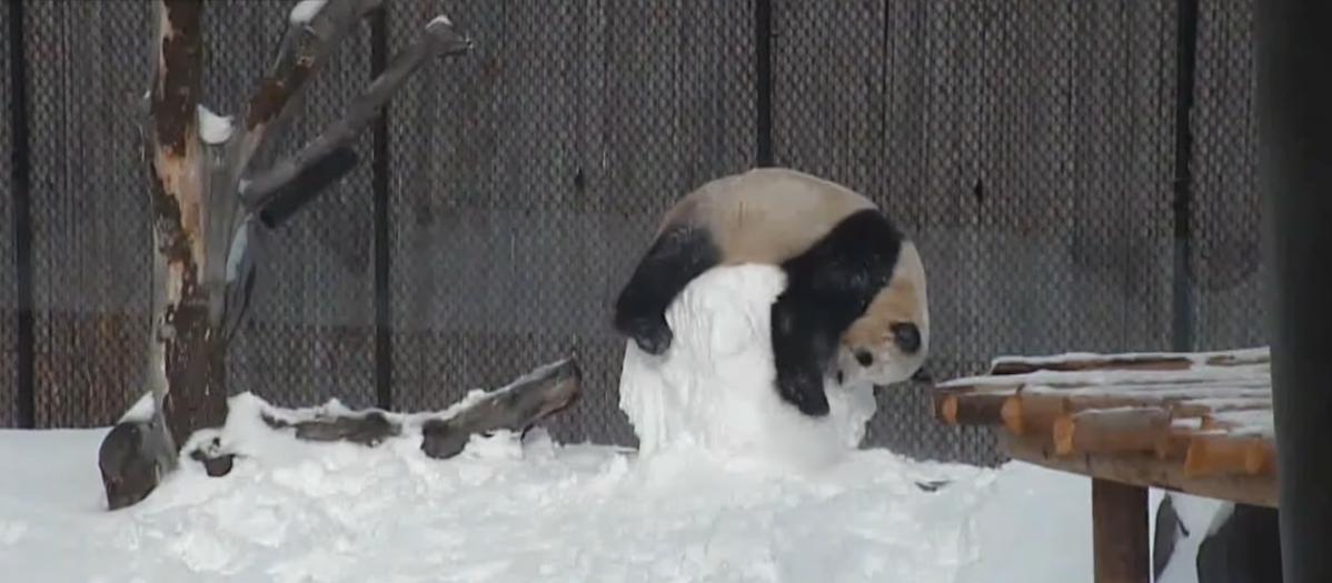 toronto-panda.PNG