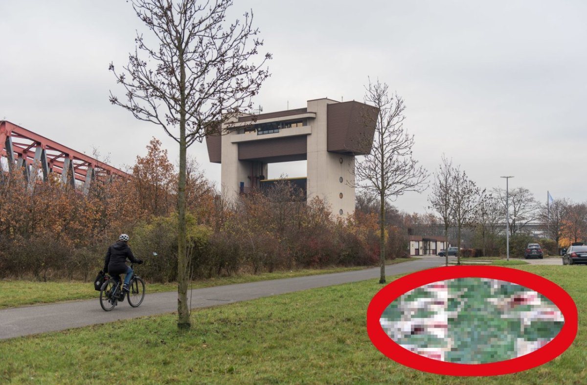 tote tiere auf wiese in duisburg an ruhrschleuse1.jpg